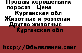 Продам хорошеньких  поросят › Цена ­ 3 000 - Курганская обл. Животные и растения » Другие животные   . Курганская обл.